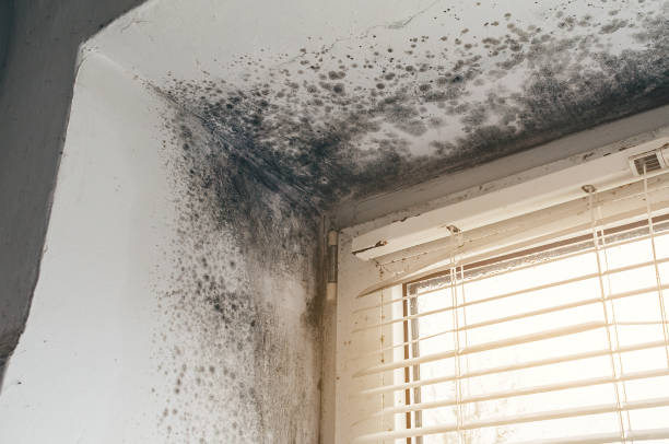 Affordable Attic Mold Remediation solutions in Houtzdale, PA